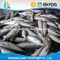 Meeresfisch beste Meeresfrüchte mit frischen gefrorenen Makrelen Fisch / Pazifik Makrele